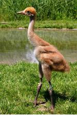 Green Yellow Black - 12th June 2014 Green Yellow Black - 12th June 2014